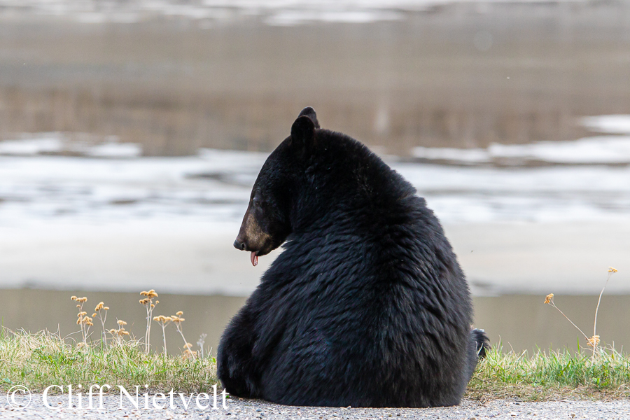 Black Bear Sitting on Roadside, REF: ROWI001