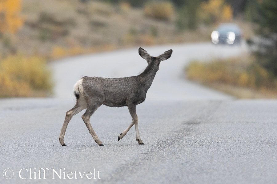 Mule Deer Fawn and Oncoming Car, REF: ROWI005