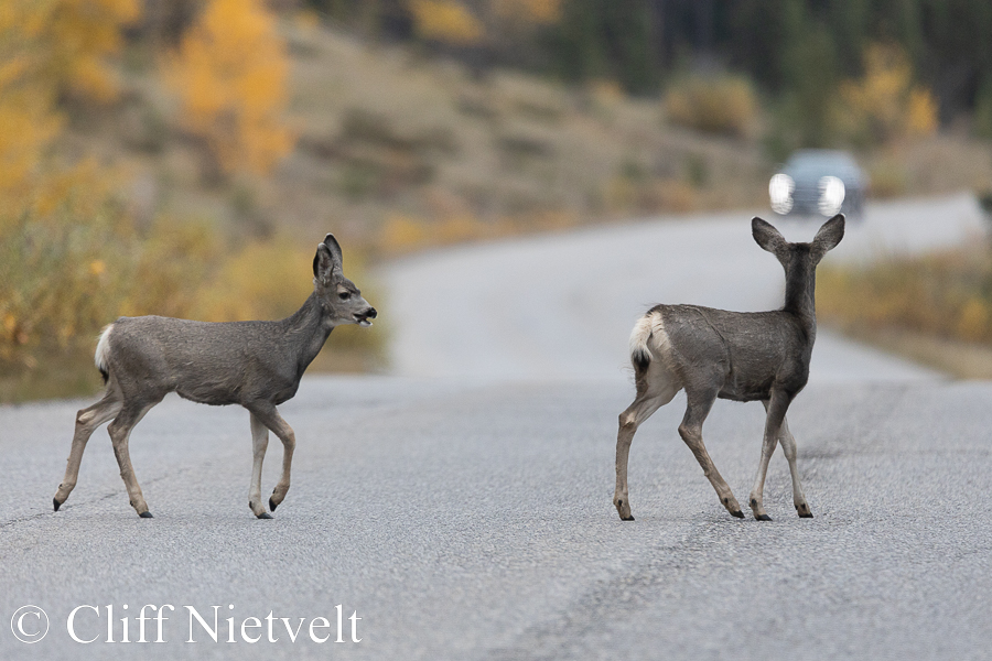 Two Mule Deer Fawns Crosing Road, REF: ROWI006