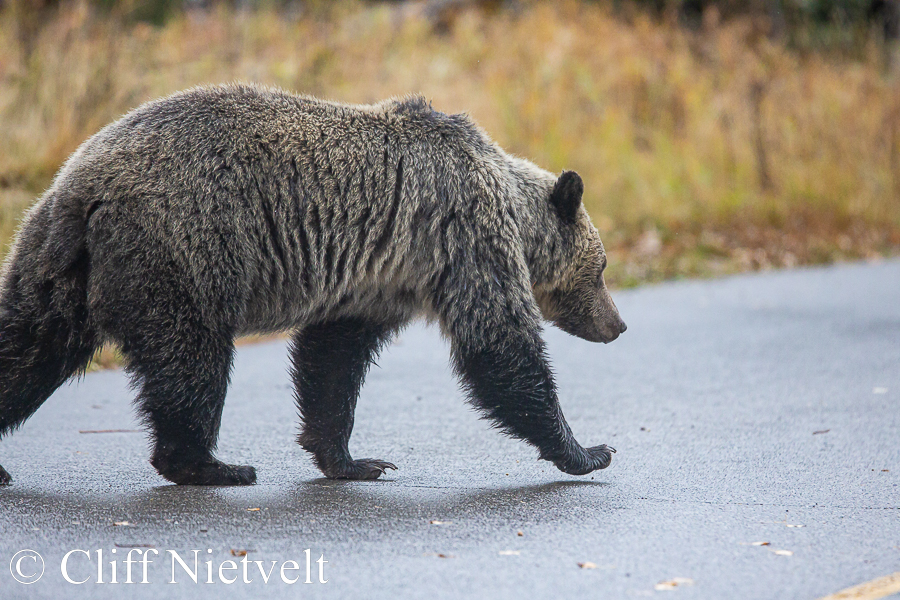 Young Grizzly Bear Crossing Road, REF: ROWI007