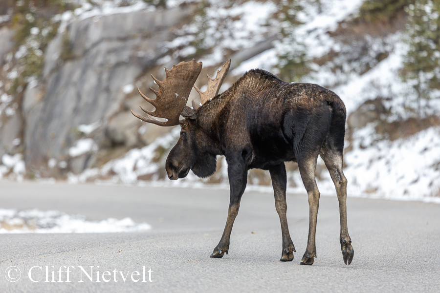 Huge Bull Moose Standing on Road, REF: ROWI008