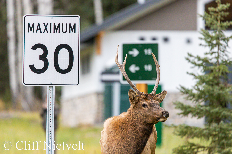 Spike Elk and Traffic Sign, REF: ROWI009