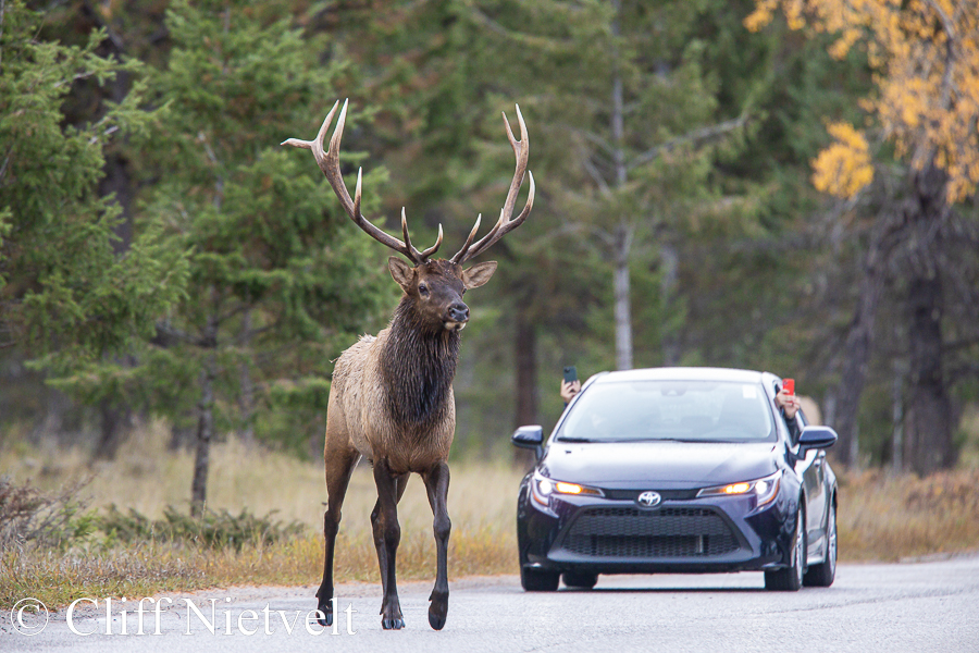 Bull Elk in Front of Car, REF: ROWI010