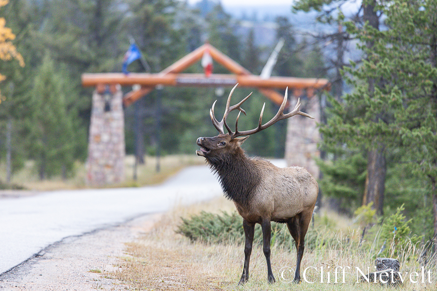 Budling Bull Elk on Roadside, REF: ROWI012
