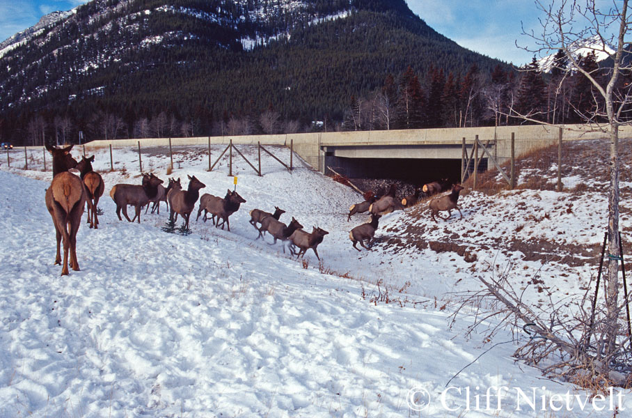 Herd of Elk and Highway Underpass, REF: ROWI013