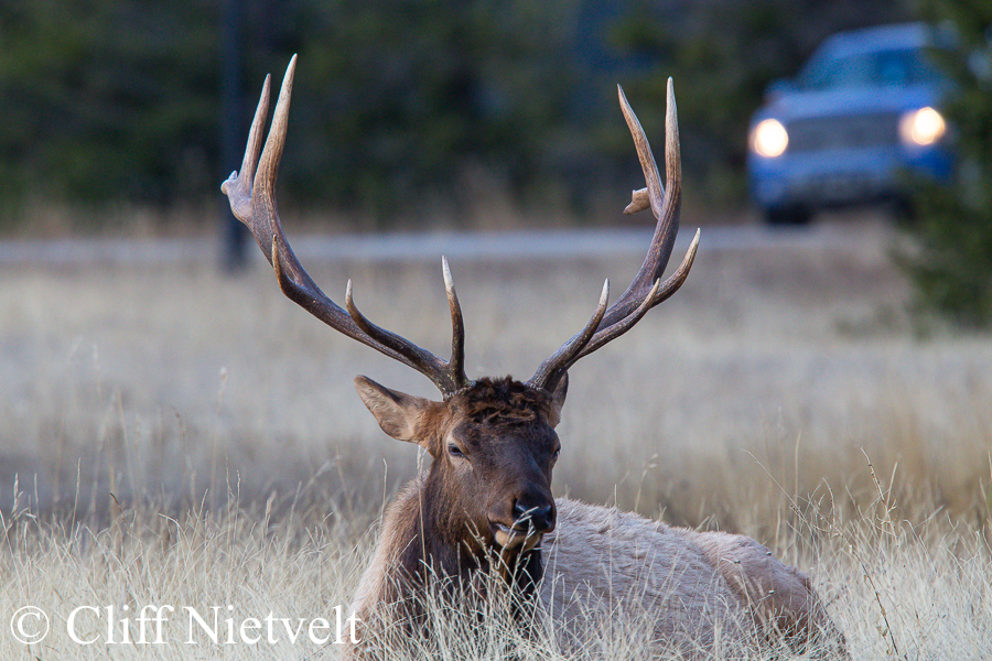 Bull Elk and Approaching Truck, REF: ROWI014