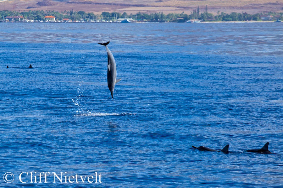Spinner Dolphin Jumping, REF: HAWA012