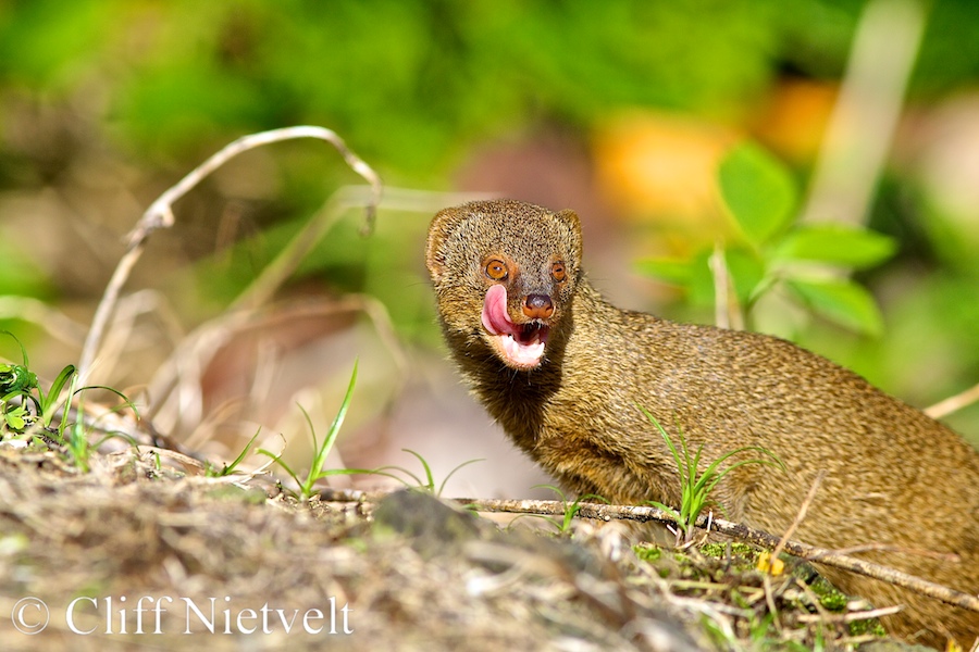 Small Asion Mongoose, REF: HAWA016