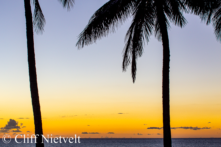Palm Tree and Sunset, REF: HAWA022