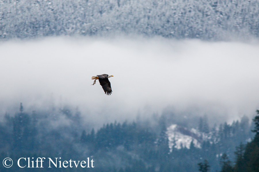 Bald Eagle With Salmon, REF: BAEA030
