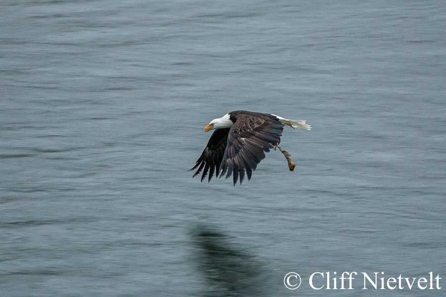 Bald Flying Eagle With Salmon #1, REF: BAEA031