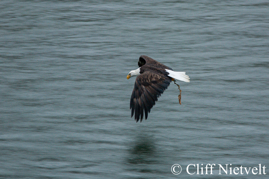 Bald Flying Eagle With Salmon #2, REF: BAEA032