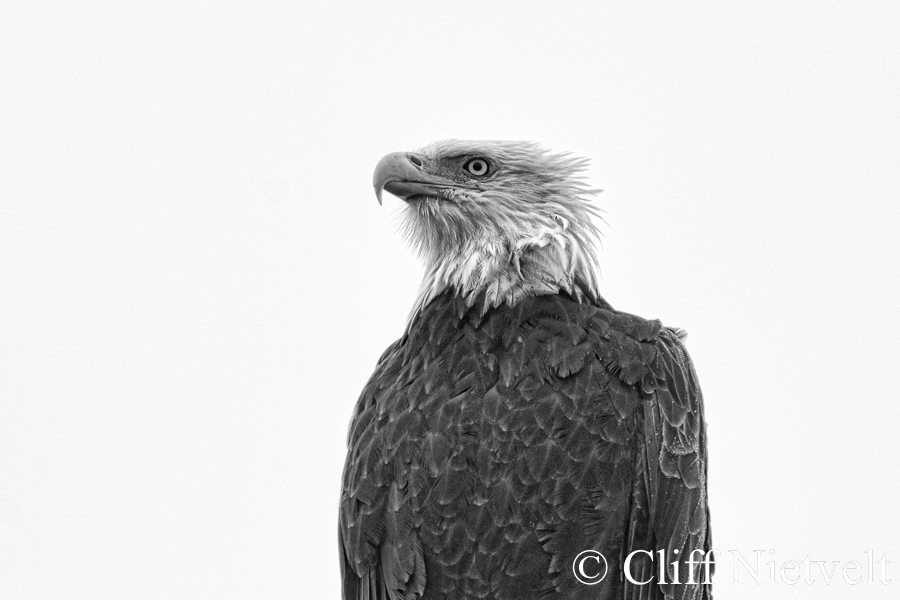 Bald Eagle B&W Portrait, REF: BAEA035