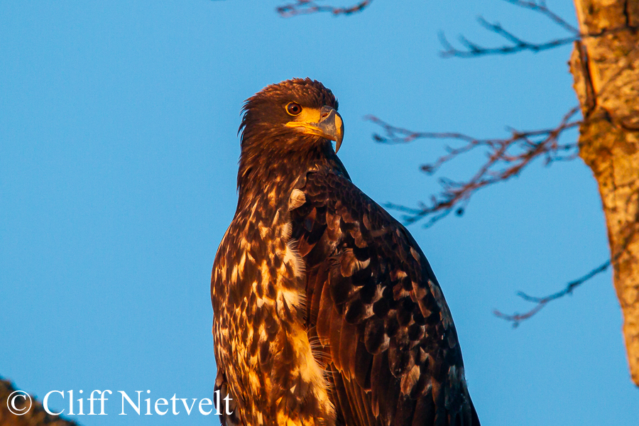 Juvenile Bald Eagle At Dusk, REF: BAEA037