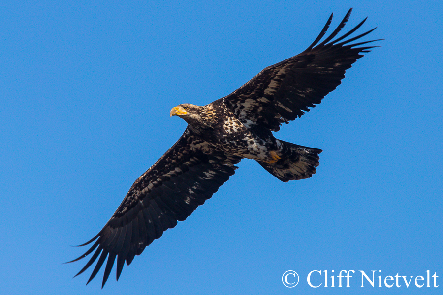 Juvenile Bald Eagle in Flight, REF: BAEA038