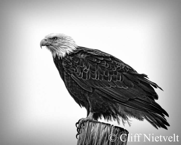 Bald Eagle Black & White Portrait, REF: BAEA040