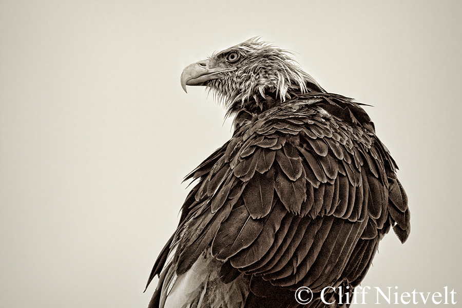 Bald Eagle Portrait, REF: BAEA041