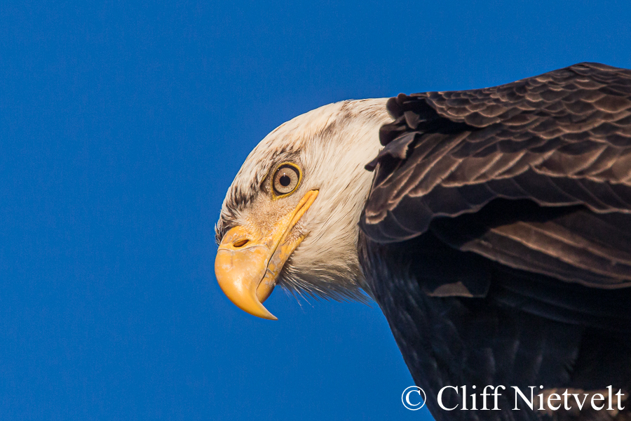Bald Eagle Close Up, REF: BAEA045