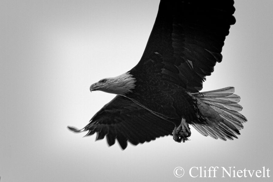 Bald Eagle in Flight B&W, REF: BAEA046