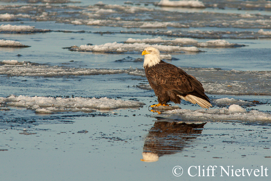 Bald Eagle On Ice, REF: BAEA056
