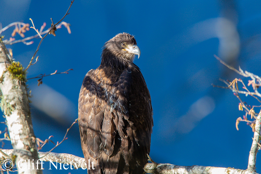 Sunlit Juvenile Bald Eagle, REF: BAEA060