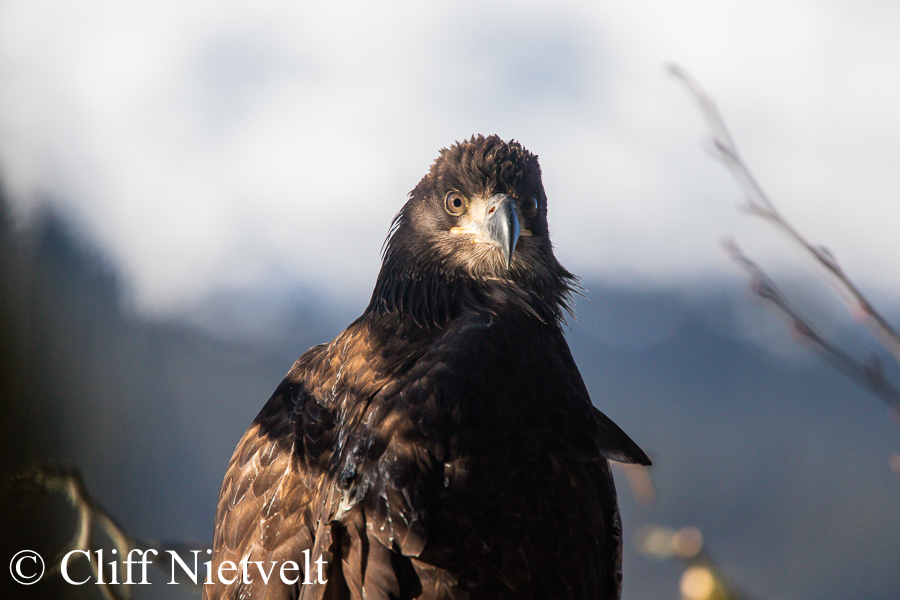 Juvenile Bald Eagle in the Sun, REF: BAEA062