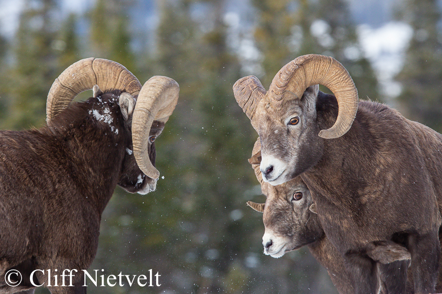Two Rams Ready to Ram, REF: BHS001