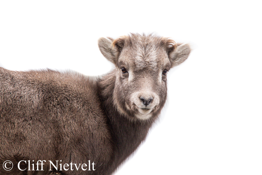Cute Lamb, REF: BHS015