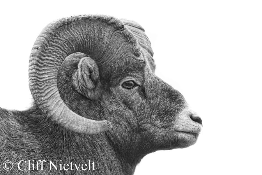 Black & White Bighorn Ram, REF: BHS018