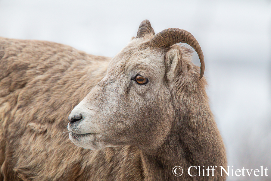 A Bighorn Ewe, REF: BHS020