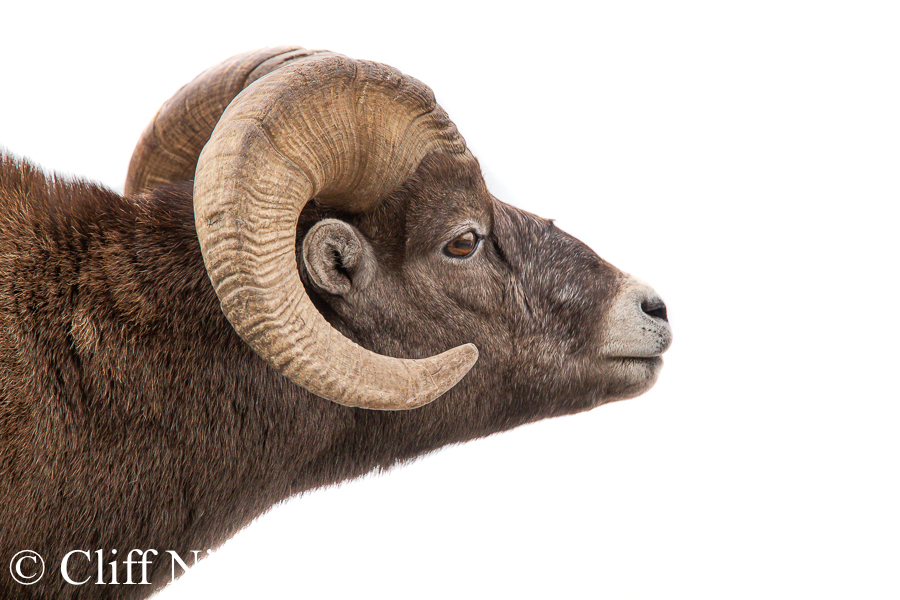 A Bighorn Ram Approaching a Rival, REF: BHS021