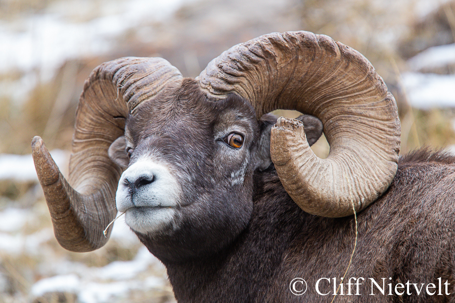 A Wary Bighorn Ram, REF: BHS022