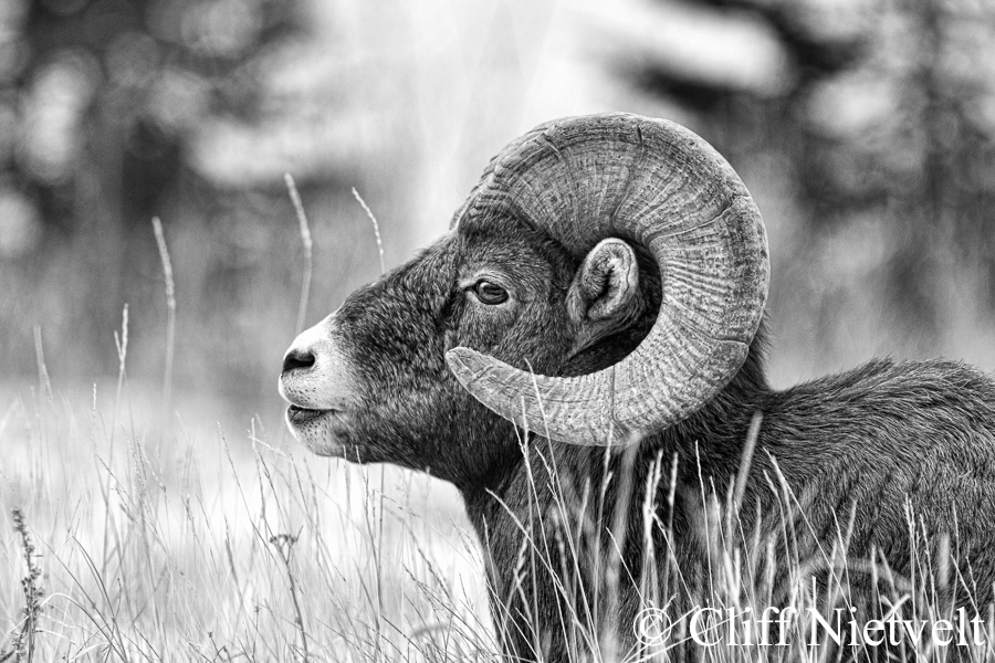A Bighorn Ram Resting in the Grass, REF: BHS023