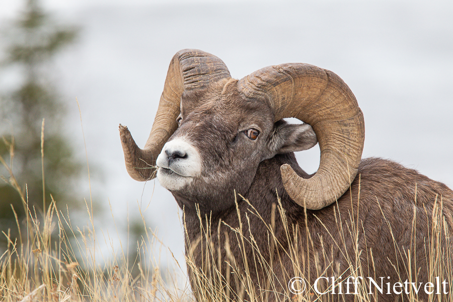 A Bighorn Ram Lying and Eating Grass, REF: BHS024