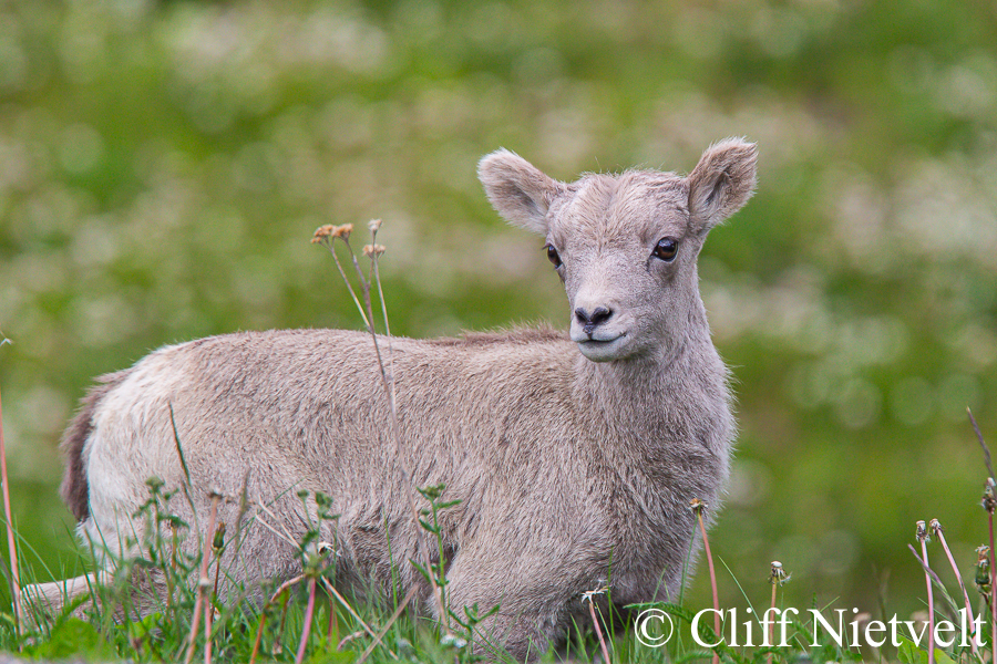 A Bighorn Ram Lamb in Spring, REF: BHS025