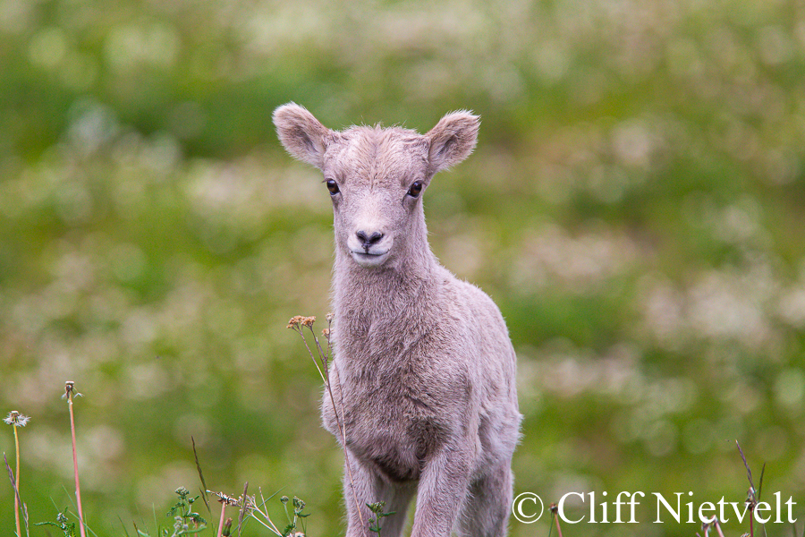 A Cute Bighorn Ram Lamb in Spring, REF: BHS026