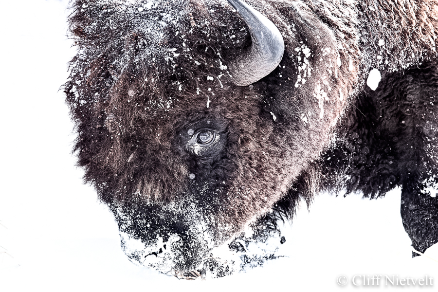 Frosted Bull Bison, REF: BIS008