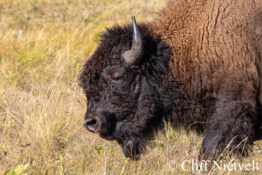 Young Bull Bison Walking Through the Prairie, RED: BIS010