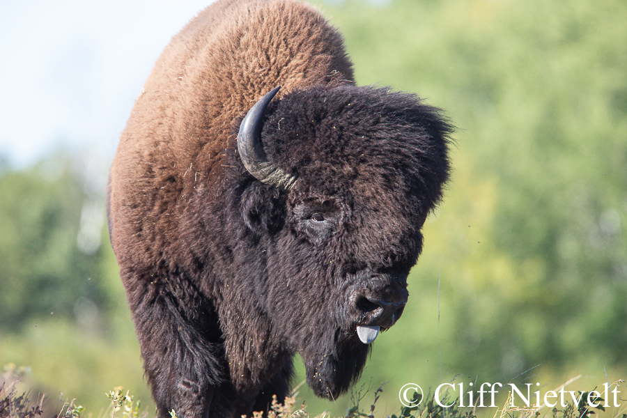 Bull Bison in Rut, REF: BIS011