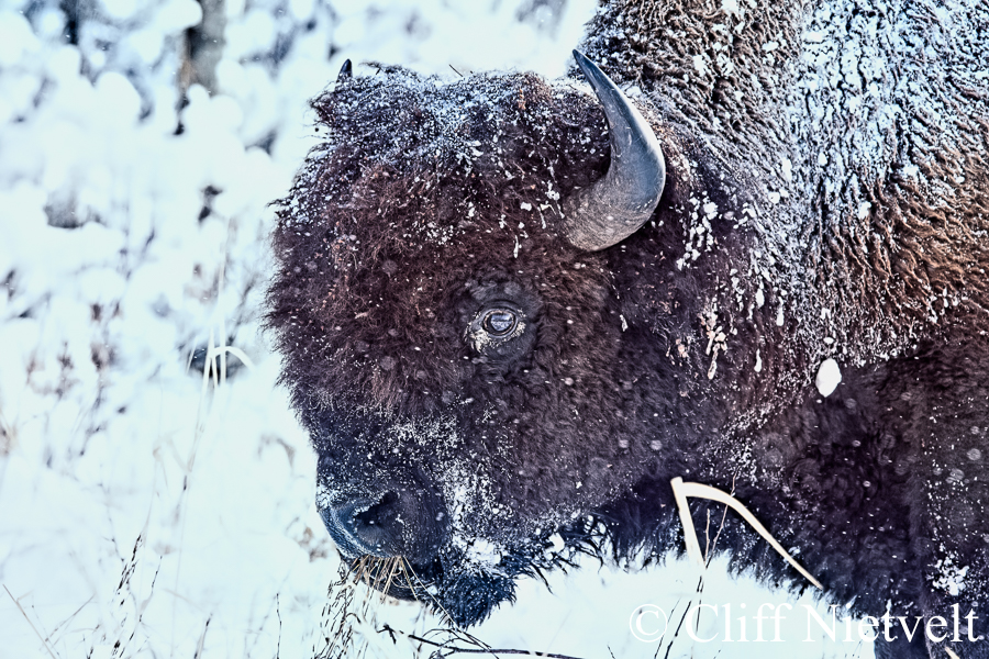 Bull Bison Forging in Winter, REF: BIS0012