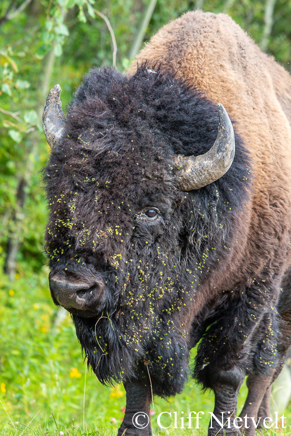 Late Summer Bull Bison, REF: BIS014