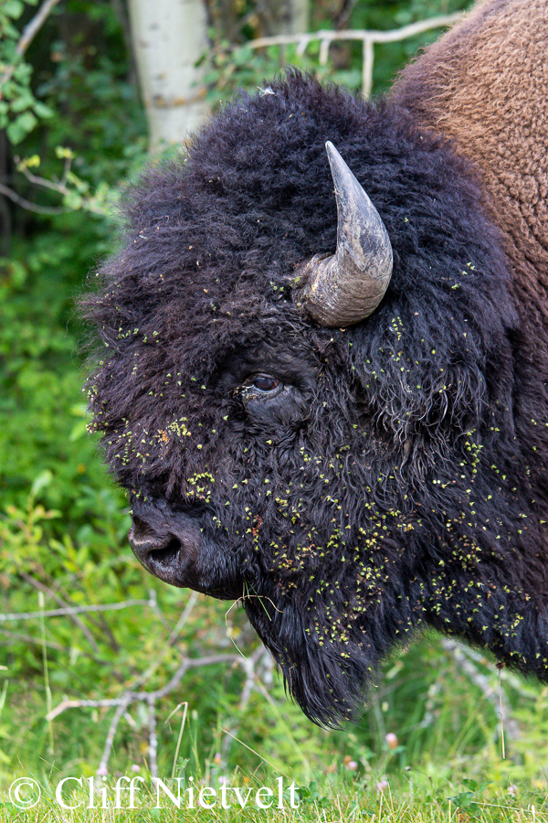 A Noble But Messy Bull Bison, REF: BIS015