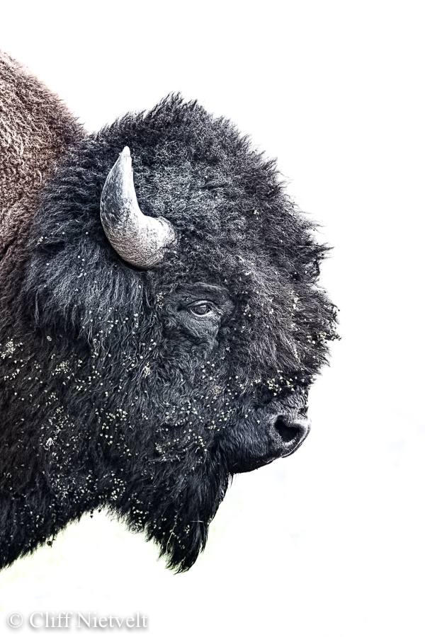 Side Portrait of a Bull Bison, REF: BIS016