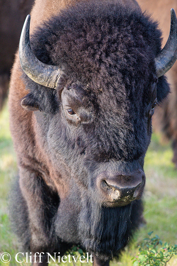 Summer Bull Bison, REF: BIS017