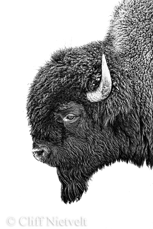 Bull Bison Portrait, REF: BIS018