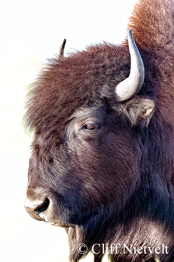 Cow Bison Portrait, REF: BIS019