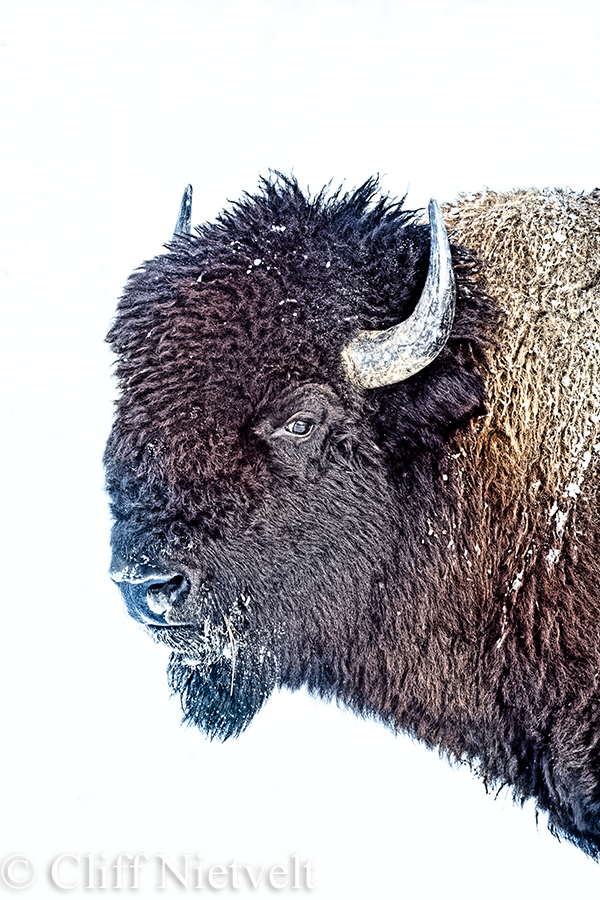 Bull Bison Winter Portrait, REF: BIS020