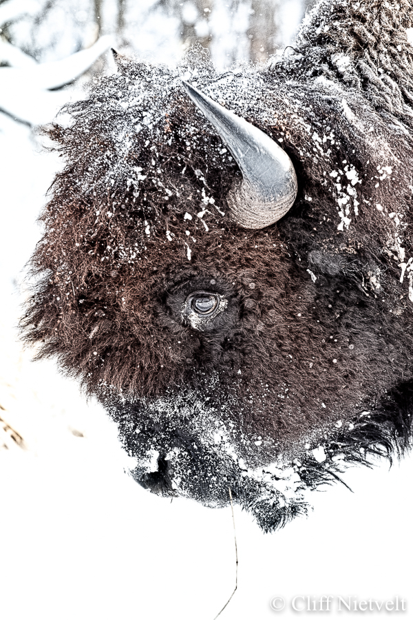 A Cuddly Looking Bull Bison, REF: BIS021
