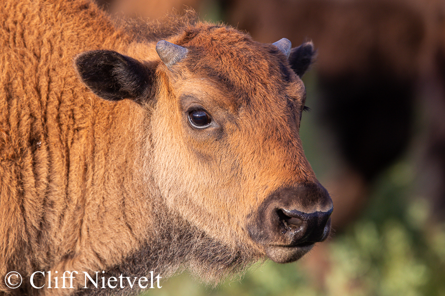 Calf Bison Portrait, REF: BIS023