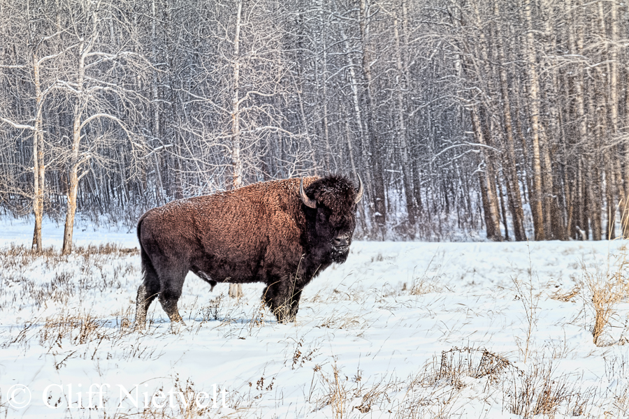 Bull Bison and Aspen Trees, REF: BIS024